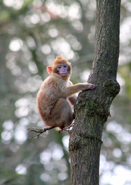 baby monkey barbary