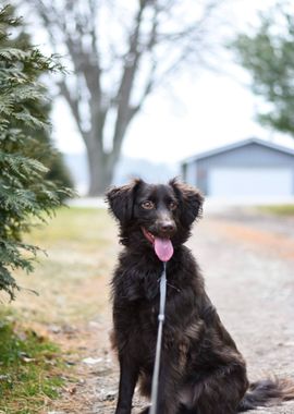 brown dog coated