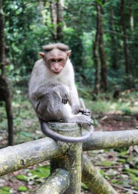 monkey sitting wooden