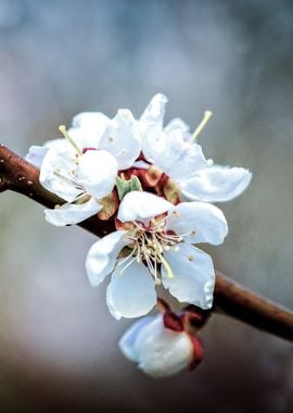 Cluster Of Apricot Flowers