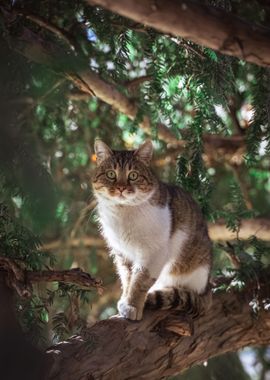 cat on tree