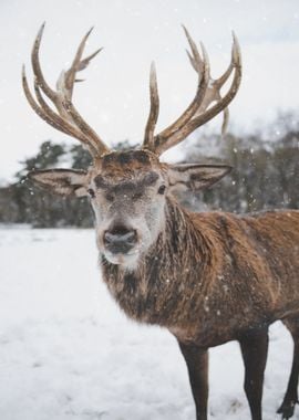 deer standing snow horn