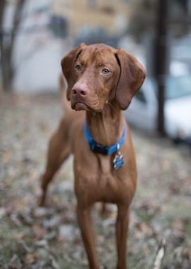 coat outdoor dog