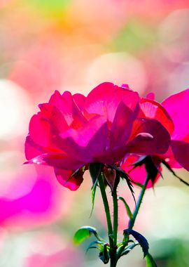 Pink Roses Colorful Light