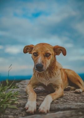 cloud brown dog