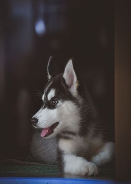 siberian husky puppy dog