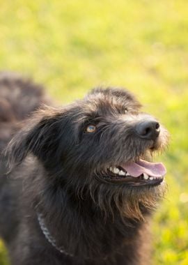 green grass black dog