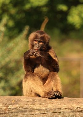 monkey sitting wood