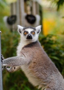 lemur squirrel