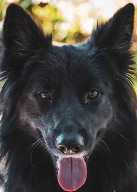 black head dog