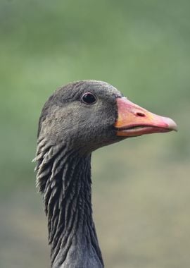 goose face