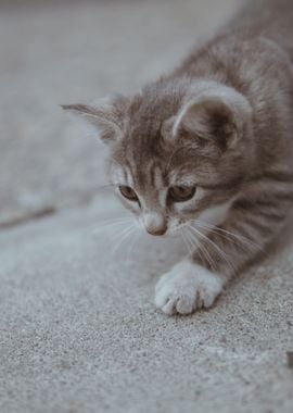 brown grey cat