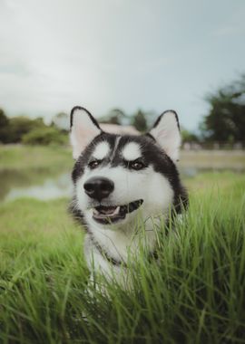 water green dog