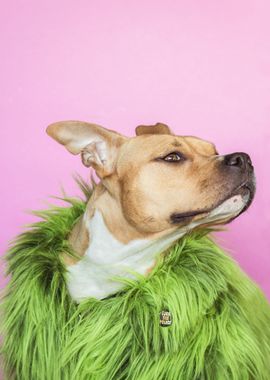 dog fur green coat