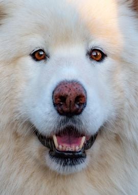 white samoyed