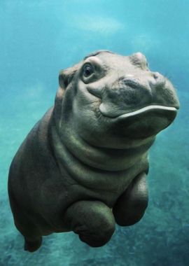 Baby Hippo In The Water