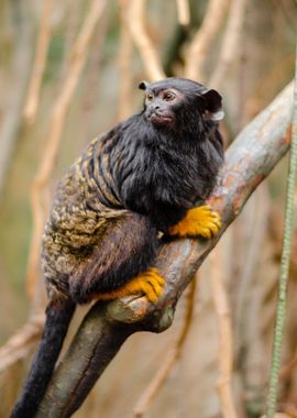 handed tamarin