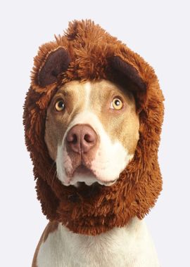 headband brown fur dog