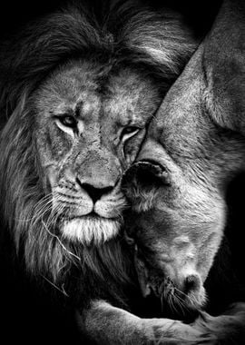 'Lions Love black and white' Poster, picture, metal print, paint by mk ...