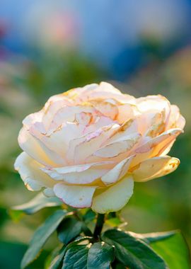 Creamy Rose Flower Beauty