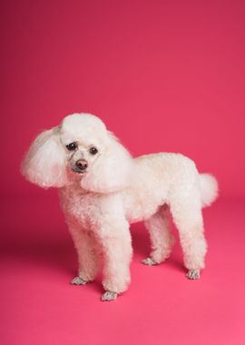 poodle dog white