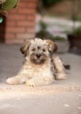 dog sitting floor