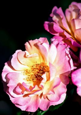 Three Pink Rose Flowers