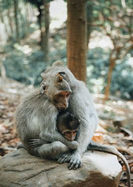 three monkey sitting rock