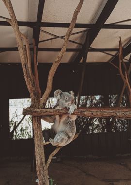 koala branch bear