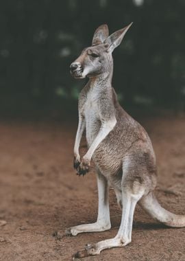 grey kangaroo