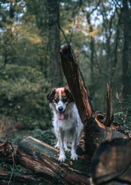 tree trunk dog wood