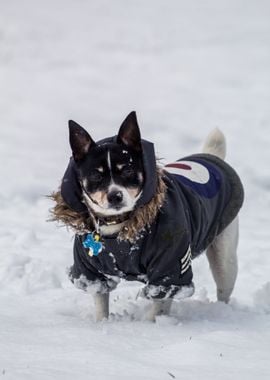 baby dog snow