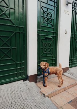 dog door standing