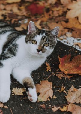 lying cat round leaves