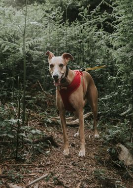 plant dog