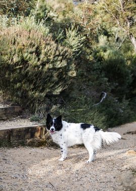 standing near plant dog