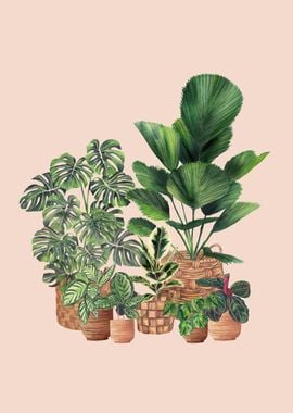 House Plants 4