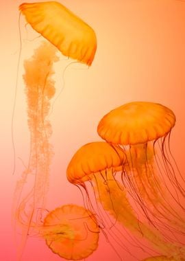 orange jellyfish