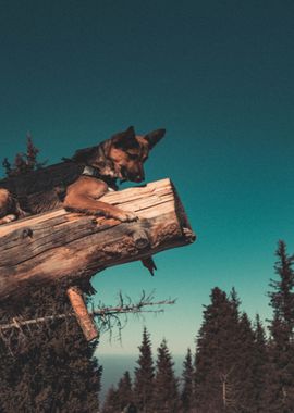 dog lying tree