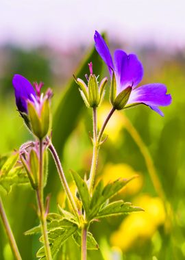 petaled flower