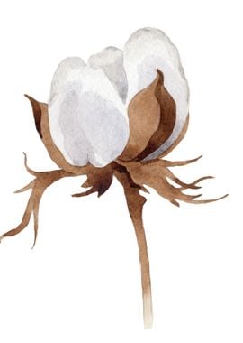 Cotton Flower 04