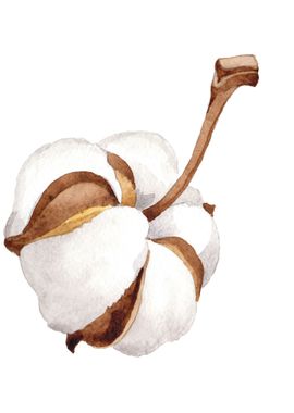 Cotton Flower 01