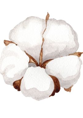 Cotton Flower 02