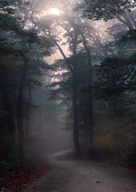 road between tree