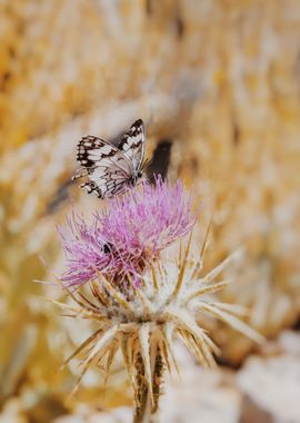 butterfly flower