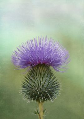 Lavender and Sage Thistle