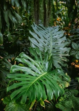 Monstera Leaves