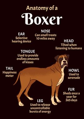 Anatomy Boxer