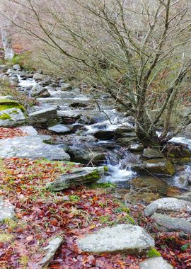 water grey tree