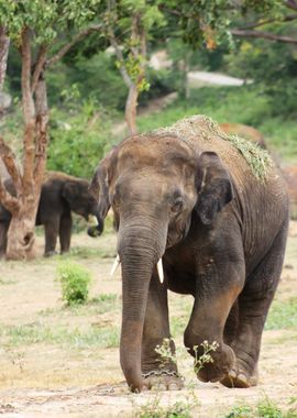 zoo elephant